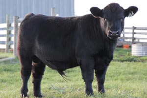 Cattle