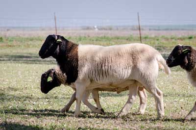 Sheep